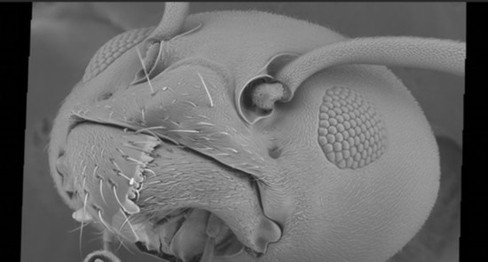 十亿级像素相机下微观世界 蚂蚁像怪兽