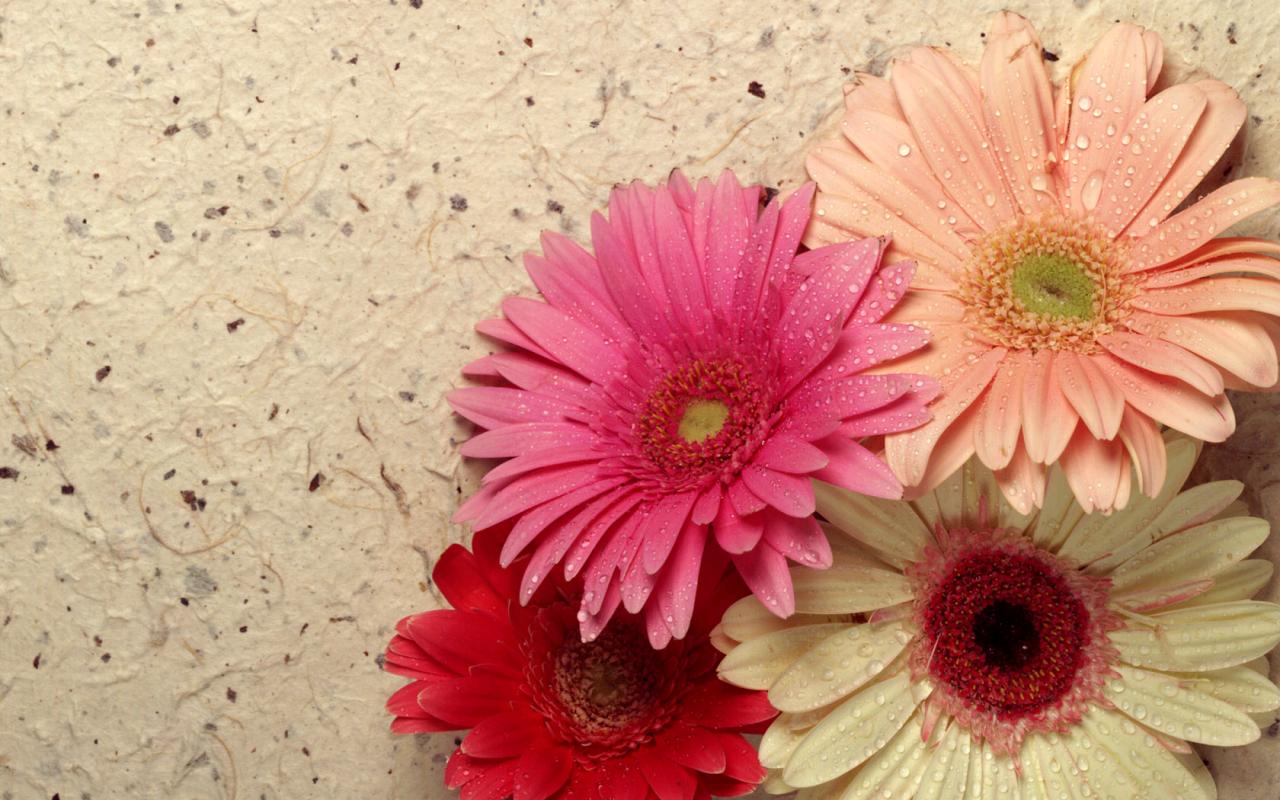 <em>三八妇女节</em>送<em>什么礼物</em>最好-中学学科网