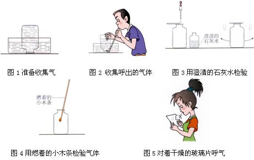 "我们吸入的空气和呼出的气体有什么不同"探究实验装置