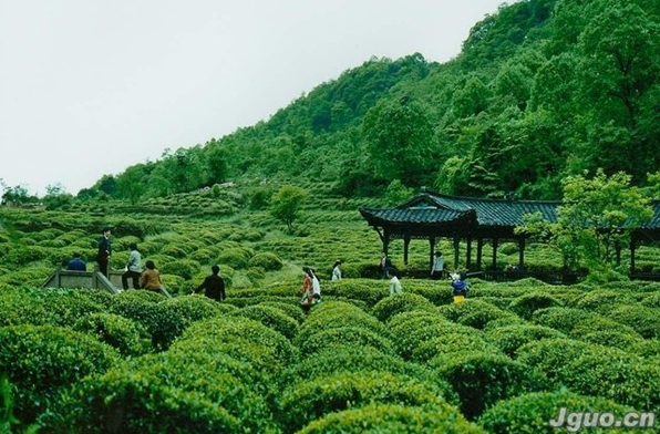 雅安蒙顶山 仙茶故乡-英语学科网