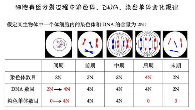 高中生物知识点:动植物有丝分裂对比苏州一对一高中图片