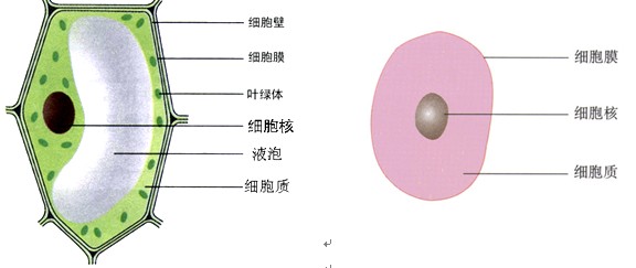 初中生物知识要点:动植物细胞的区别-历史学科