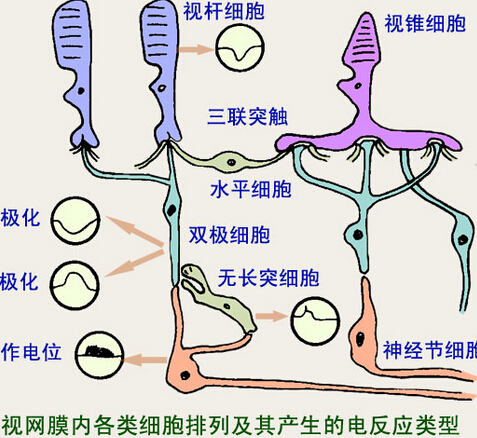 无长突细胞有各个方向的突起,会将信号按照光线的方向传递给视神经