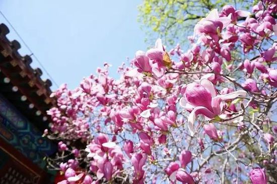 北京赏花地点推荐:潭柘寺 玉兰花