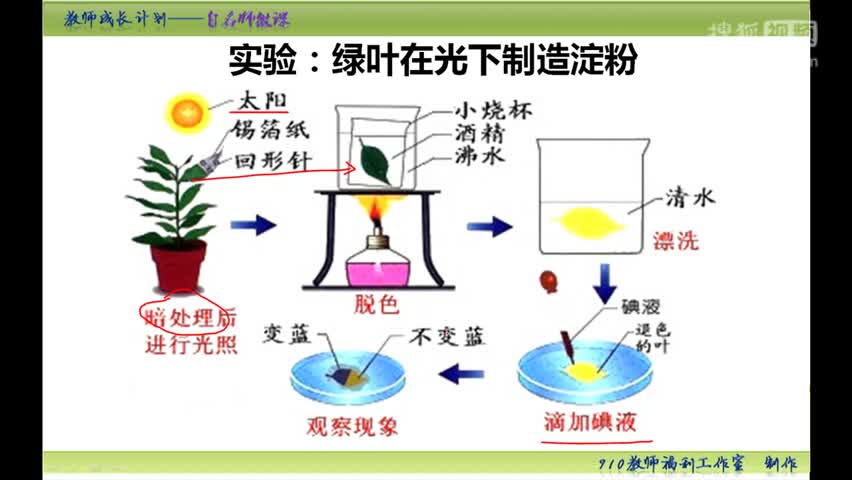 第二十四集 光合作用吸收二氧化碳,释放氧气