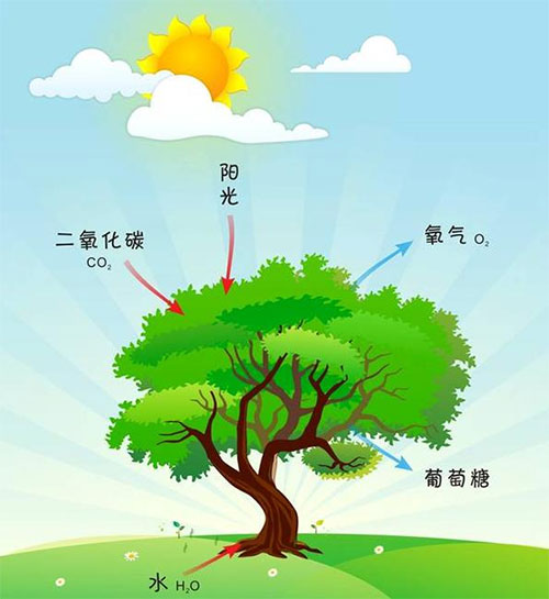 光合作用是生物界赖以生存的基础(昵图网)