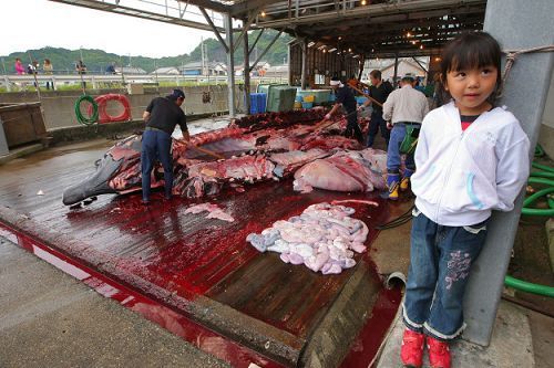 日本渔民体内含汞超标4倍 或为食用海豚导致